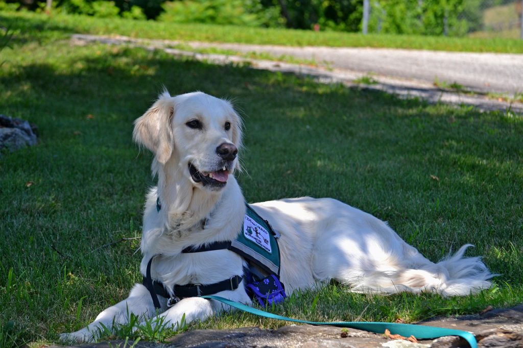 labrador d'assistance allongé dans l'herbe