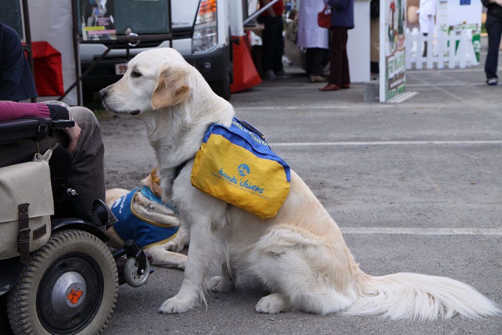 chien d'assitance devant une personne en fauteuil roulant