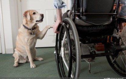 Le chien d’assistance : une aide technique au quotidien