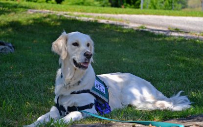 Quel chien pour les personnes en situation de handicap ?